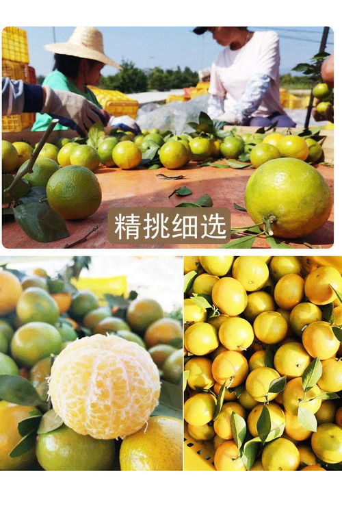 廣西皇帝柑 薄皮多汁的“貢柑”傳奇，孕婦與家庭皆宜的當(dāng)季鮮果